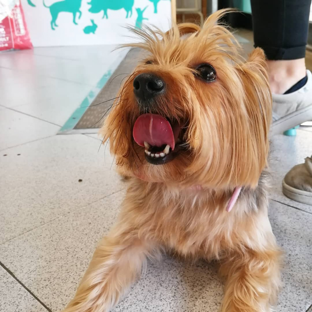Cão mostrando os dentes